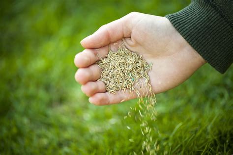 tips for spreading grass seed