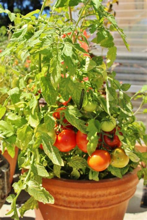 tips for tomato plants in pots