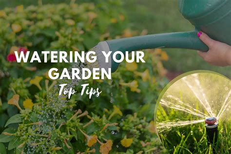 tips for watering garden