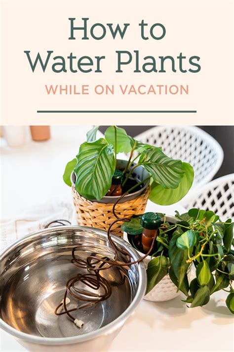 tips for watering plants while on vacation