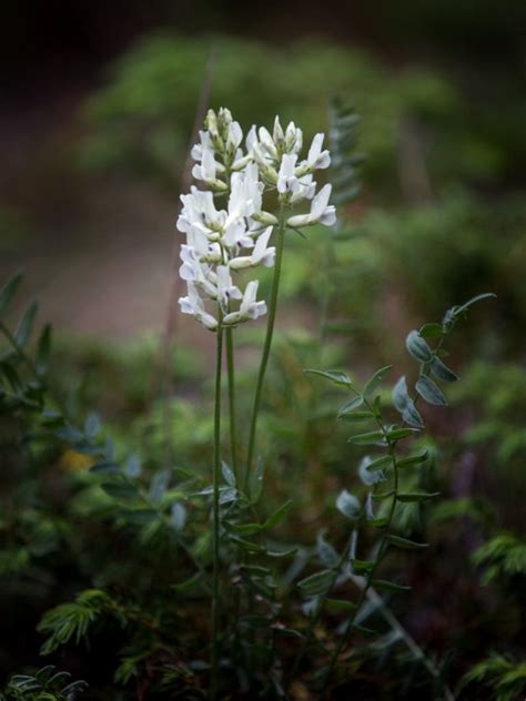 tips on controlling locoweed