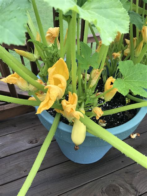 tips on growing yellow squash