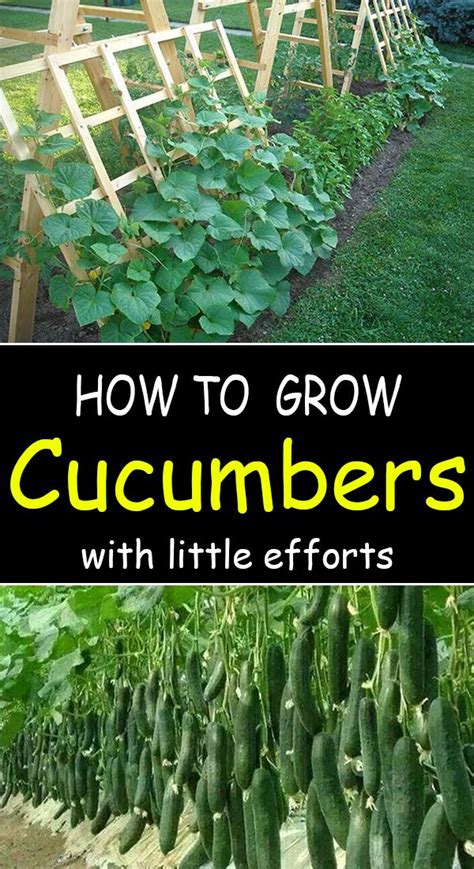 tips on planting cucumbers