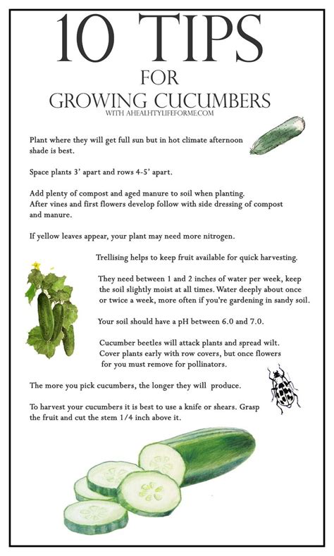 tips on planting cucumbers