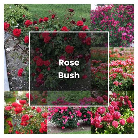 tips on planting rose bushes