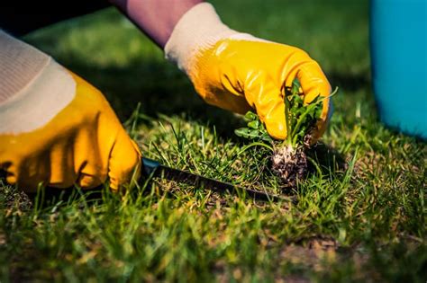 tips on pulling weeds