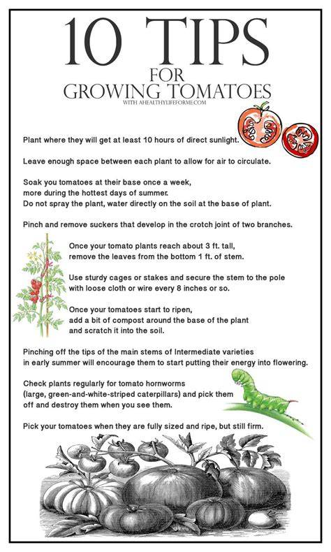 tips to planting tomatoes