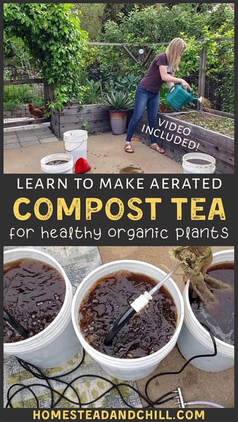 tips using compost tea on plants