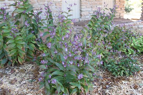 toad lily companion plants