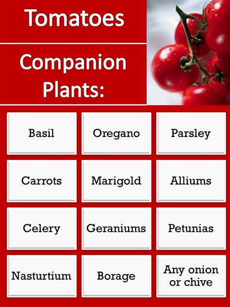 tomato companion planting guide