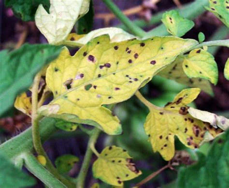 tomato diseases