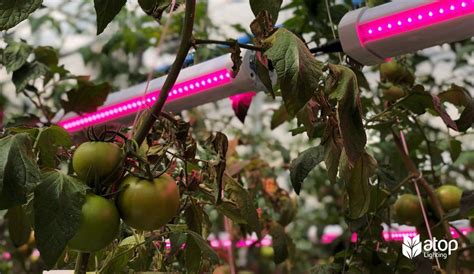 tomato growing lights