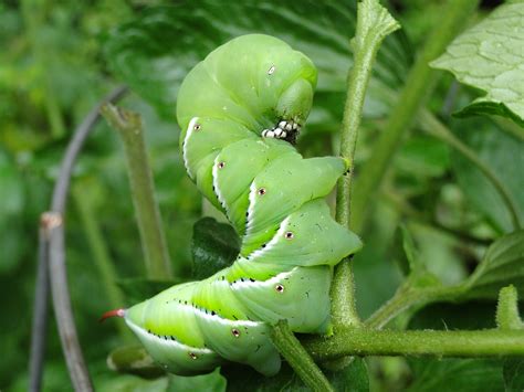 tomato hornworm