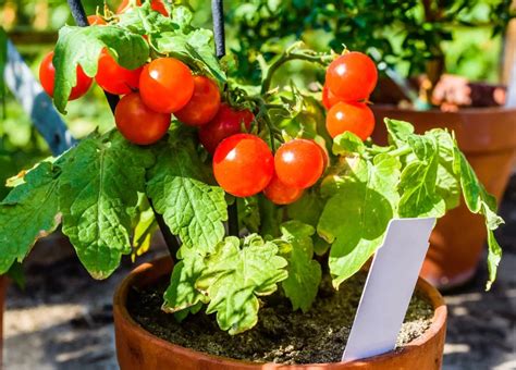 tomato plant care tips