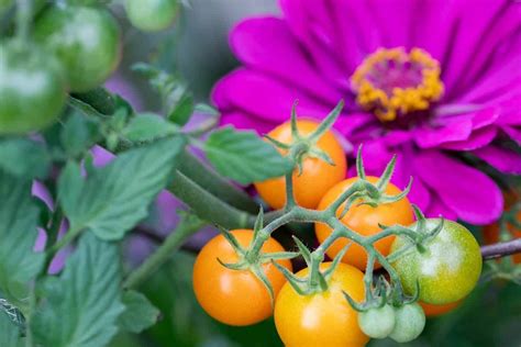 tomato plant companion flowers