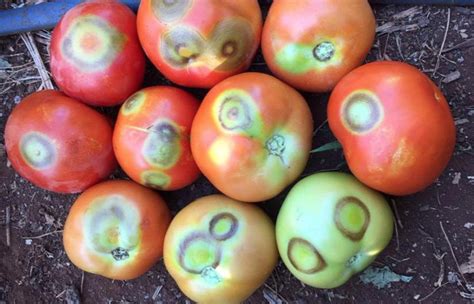 tomato ringspot virus