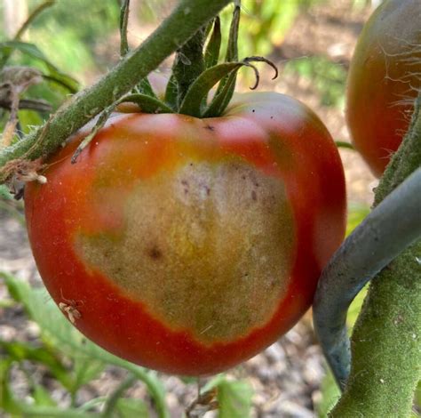 tomato sunscald