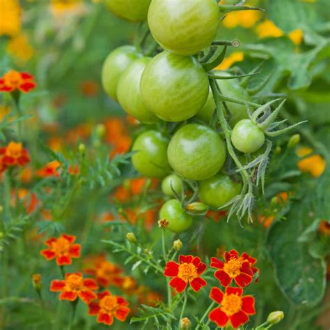 tomatoes and marigolds