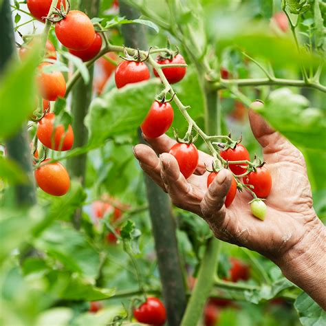 tomatoes for zone 9