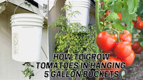 tomatoes in 5 gallon buckets