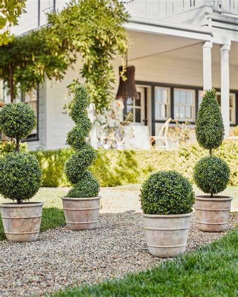 topiary plants in pots