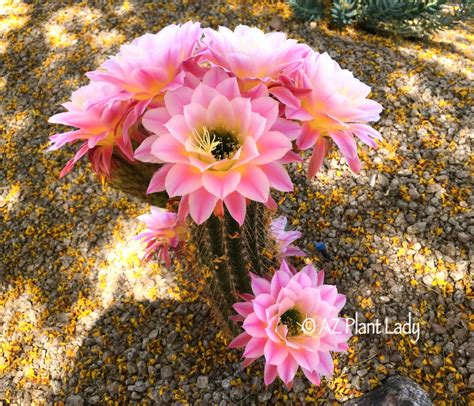 torch cactus flower