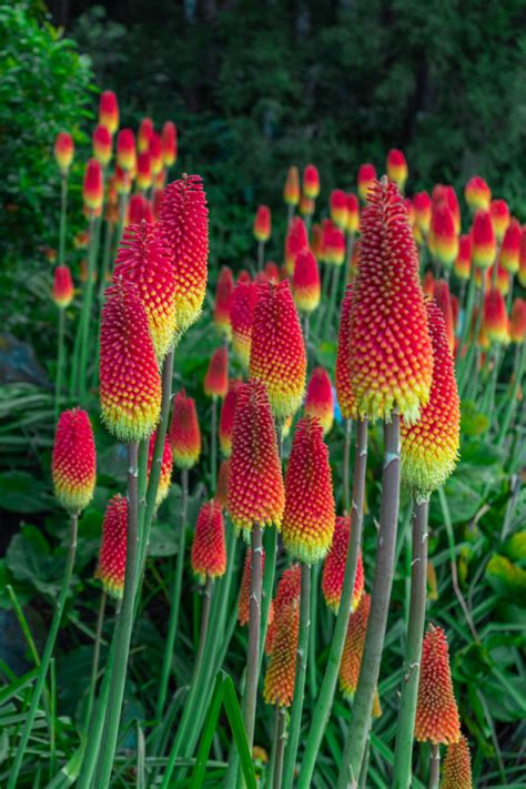 torch lily