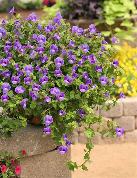 torenia summer wave