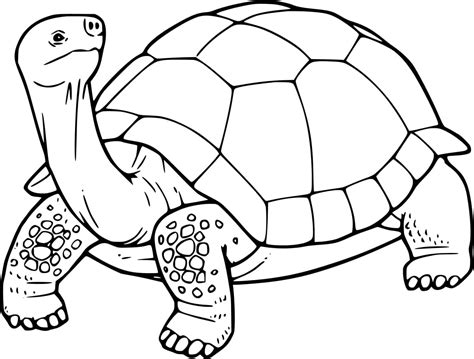 tortoise colouring images
