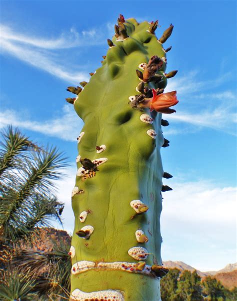 totem pole cactus