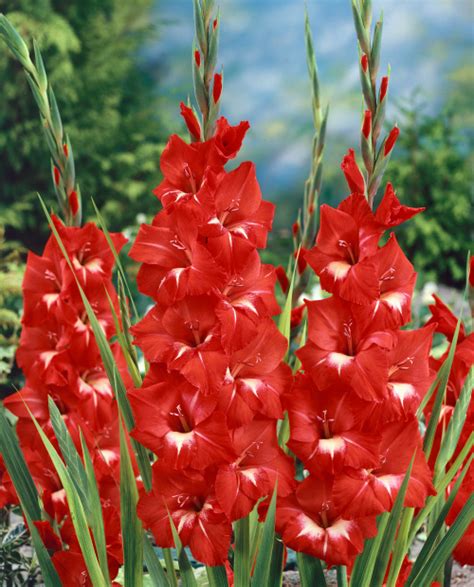 traderhorn gladiolus bulbs