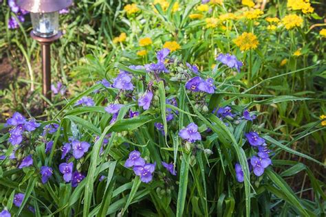 tradescantia companion plants