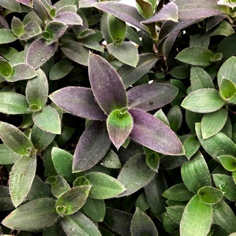 tradescantia pale puma