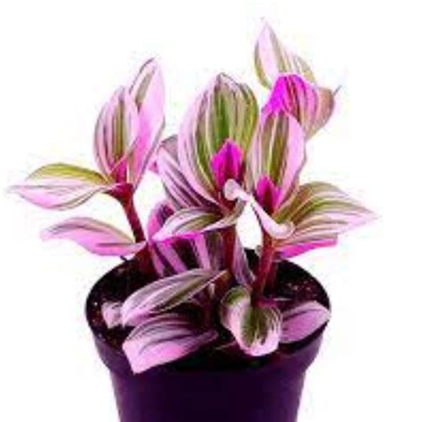 tradescantia pink