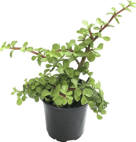 trailing elephant bush