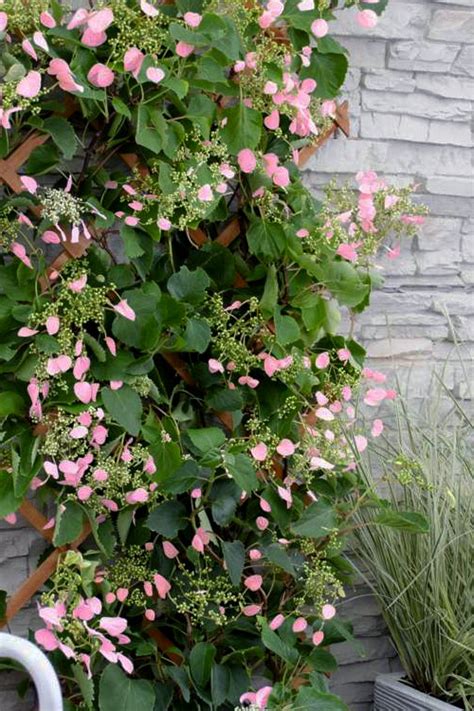Trail Your Way to a Beautiful Garden: A Guide to Trailing Hydrangea