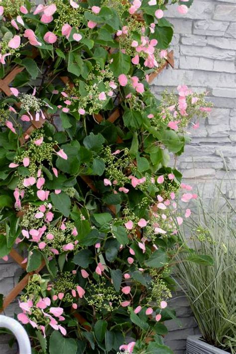 trailing hydrangea