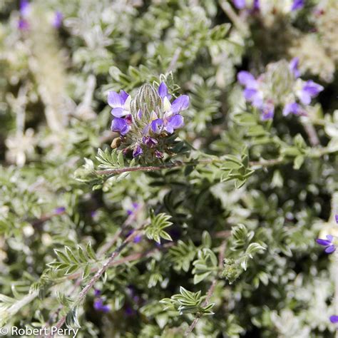 trailing indigo bush