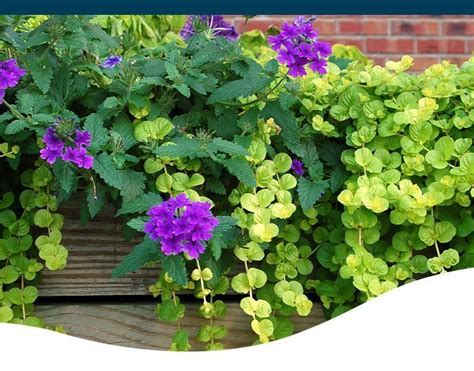 trailing plants for containers