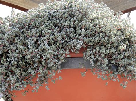 trailing sedum