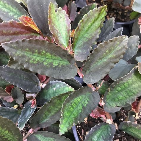 trailing watermelon begonia