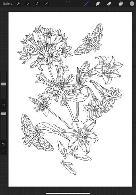 transparent coloring pages for procreate