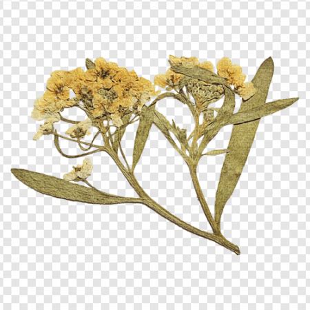 transparent pressed flower