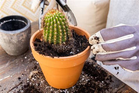transplanting cactus