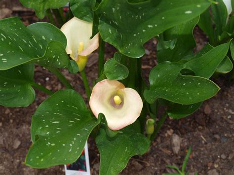 transplanting calla lilies