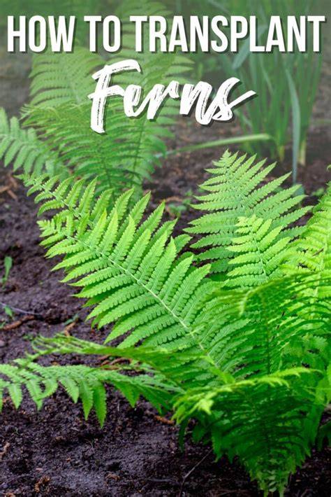 transplanting ferns
