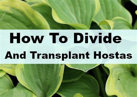 transplanting hostas