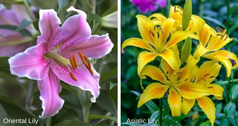 transplanting lilies
