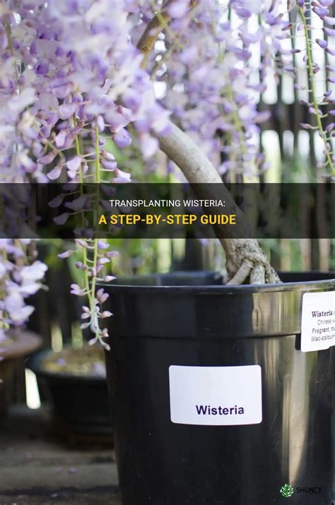 transplanting wisteria