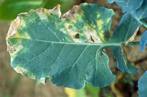 treating black rot of turnips